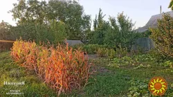 Півбудинку в Шамраівці.27 соток.Фундамент під новий будинок.