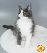 Мейн-кун кошеня з документами