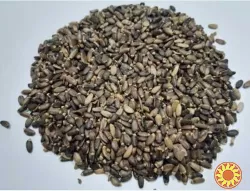 Льон, розторопша, гарбуз, кoнoпля, амарант, насіння на олію , семена лен, расторопша