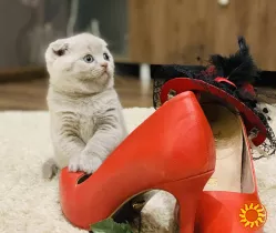 Шотландський, висловухий котик