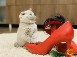 Шотландський, висловухий котик