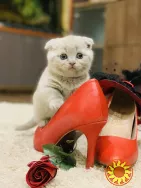 Шотландський, висловухий котик