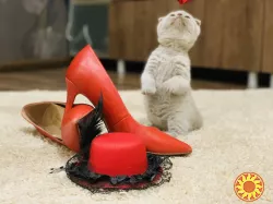 Шотландський, висловухий котик