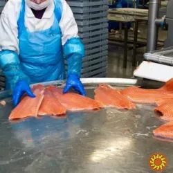 Шоковая заморозка,низькотемпературні камери для переробки риби