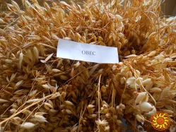 вівсяне борошно мішок 30 кг