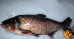 Куплю товстолоб 5+ Куплю товстолоб 10+ Куплю щуку  Куплю судак  Куплю плотву  Самовивіз