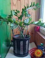 Замиокулькас долларовое дерево с горшком