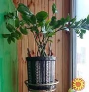 Замиокулькас долларовое дерево с горшком