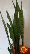 Сансевиерия тещин язык щучий хвост с горшком