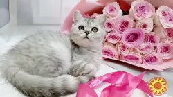 Продаж кошенят шотландської породи