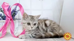 Продаж кошенят шотландської породи