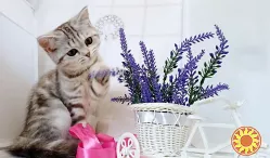 Продаж кошенят шотландської породи