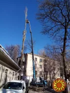 Спилим обрежем деревья, удалим поросли