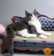 Мейн-кун кошеня з родословною