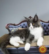 Мейн-кун кошеня з родословною