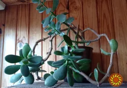 Толстянка денежное дерево крассула с горшком