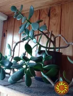 Толстянка денежное дерево крассула с горшком