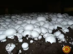 Гриби свіжі шампіньйони від виробника