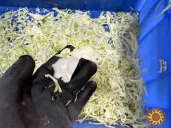 Машина для нарізки зелені та овочів STvega Belt Cutter H201