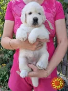 Ot Bahur цуценята золотистого ретрівера.