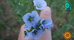 насіння льону олійного, ранній сорт "Надійний". 1р