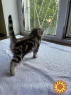 Щотландські мармурові нв сріблі прямовухі кошенята Scottish straight