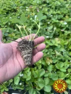 Саджанці полуниці