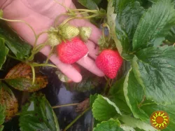 Саджанці полуниці