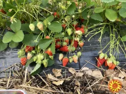 Саджанці полуниці