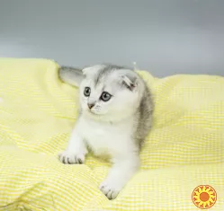 Шотландська висловуха з родословною