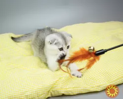 Шотландська висловуха з родословною