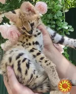 Сервали та каракали з милою саваною