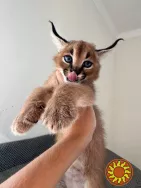 Сервали та каракали з милою саваною