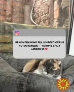 Перетримка для котиків. Готель для котиків