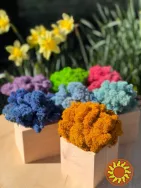 Промо-сувеніри. Кашпо зі стабілізованим мохом