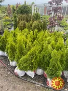 Туя Смарагд