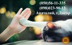 Виклик ветеринара додому Дніпро, Кастрація, Стерилізація