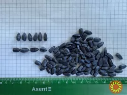 насіння соняшнику для пересіву чи пожнивних посівів