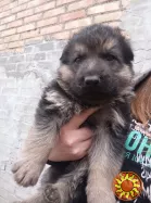 Продам цуценят німецької вівчарки