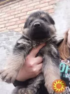 Продам цуценят німецької вівчарки