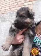 Продам цуценят німецької вівчарки