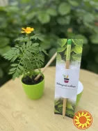 Еко Подарунки для школярів та вчителів