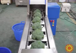Машина для обрізки броколі, романеско та цвітної капусти STvega Broot Cutting H800