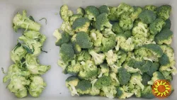 Машина для обрізки броколі, романеско та цвітної капусти STvega Broot Cutting H800