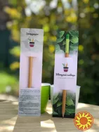 Квітучі олівці з логотипом. Друк на олівцях