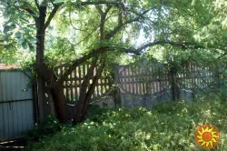 Продам дачу в Осокорках Киев.