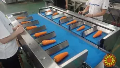 Лінія для зважування та пакування овочів, фруктів та зелені STvega Horizontal Fruit Vegetable Weighting Packing Line