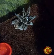 Пушистый паук птицеед Brachypelma Albopilosum самки L7+