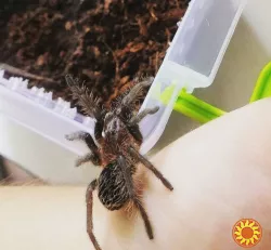 Пушистый паук птицеед Brachypelma Albopilosum самки L7+