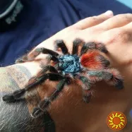 Красочний паук птицеед для начинающих Avicularia Versicolor L12